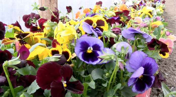 Primăria Pașcani împarte flori pentru înfrumusețarea domeniului public