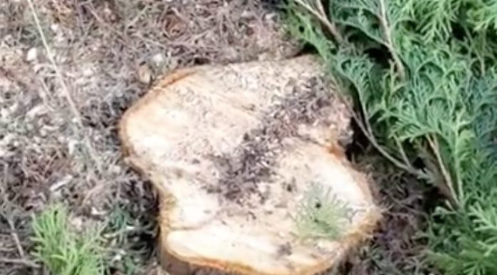 Amenzile din Primărie, plătite din banii pășcănenilor