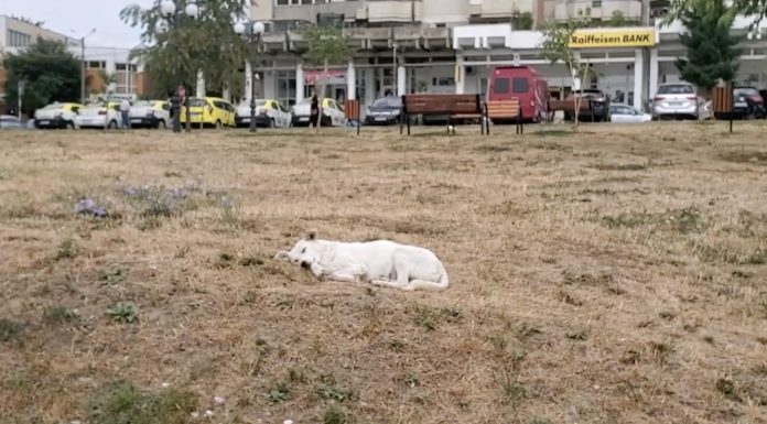 Semnal de alarmă: Pășcăneni mușcați de câinii fără stăpân – VIDEO