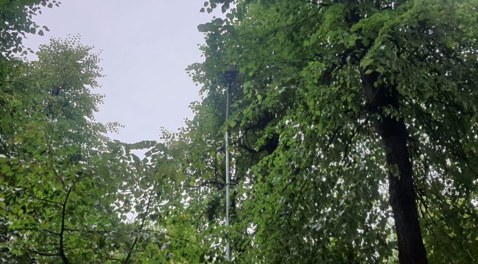 Stâlpi de iluminat stradal între copaci. Urmează să fie “toaletați”