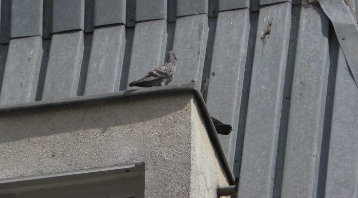 Viceprimarul Rățoi: poveste cu pescăruși și porumbei