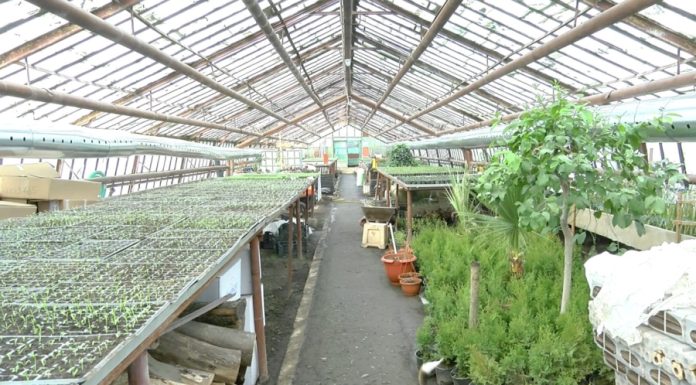 Turbă și flori, de peste 60.000 de lei, pentru serele din Pașcani