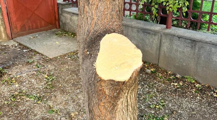 COPACI MUTILATI, IN URMA ACTIUNILOR DE TOALETARE