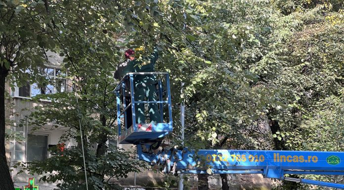 Incepe marea tăiere: copacii uscați si crengile care bat in geam