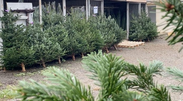 Brazi naturali, la vânzare, în municipiul Pașcani