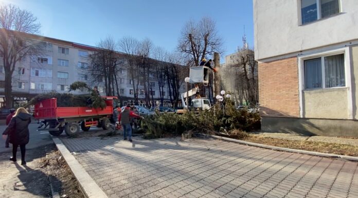 Primaria vrea sa toaleteze si copacii din curtile cetatenilor din suburbii