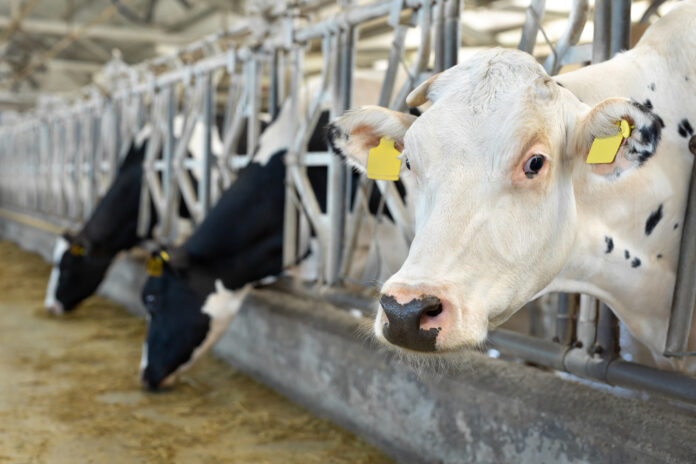 Concept of farming and animal husbandry is a herd of cows eating hay in a cowshed on a dairy farm.
