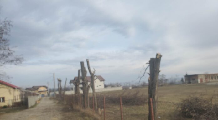 Copaci taiati sau lasati fara coroana, in urma toaletarilor la Pascani. Noi reclamatii la Garda de Mediu