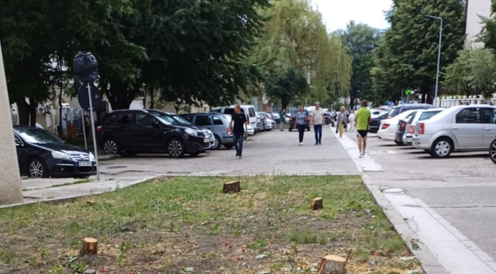Primăria continua sa taie copaci pentru a face loc mașinilor
