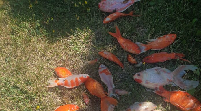 Pești morti in urma ultimei acțiuni de dezinsecție