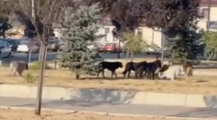 Pericol pe străzile din Pașcani. Primarul depasit de situație!