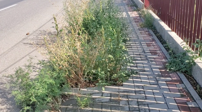 Gropi si vegetație pe unele trotuare din Pașcani