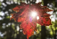 Cum va fi vremea în următoarea lună – Temperaturi peste cele obişnuite în această perioadă