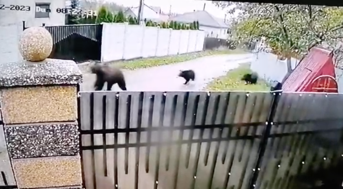 Pericol în zona comunei Mogoșești Siret. Ursoaica cu cei doi pui a fost văzută în apropiere