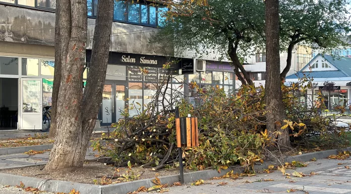 Campania de toamna de toaletarea a copacilor