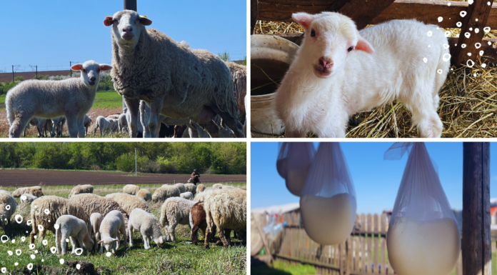 Pregătiri la stână pentru Paște. Cât costă kg de miel la Pașcani – FOTO