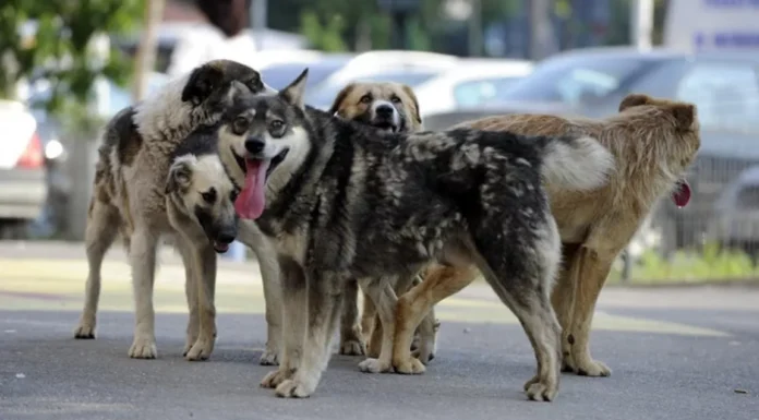 Copii traumatizați de câinii fără stăpân, la Pașcani. Primăria, aceeași justificare: îi strângem, dar vin alții