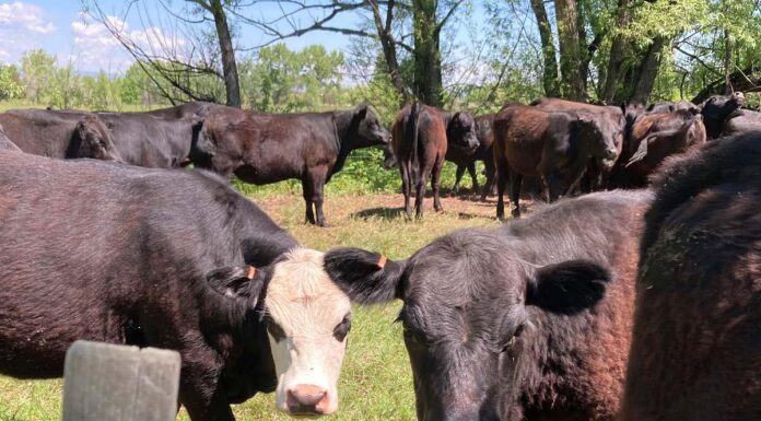 Șapte focare de rabie. Prefectul județului impune vaccinarea bovinelor din județ